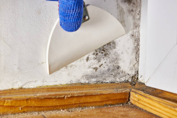 Best Attic Mold Removal  in Lyons, CO